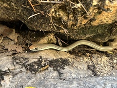 Masticophis bilineatus