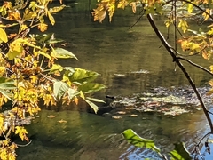 Lontra canadensis