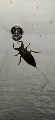 Lethocerus uhleri