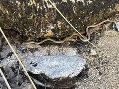 Masticophis bilineatus