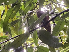 Batrachostomus moniliger