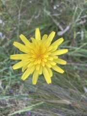 Microseris walteri