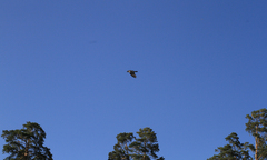 Corvus cornix cornix