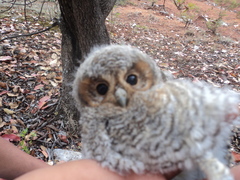 Psiloscops flammeolus