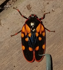 Mahanarva costaricensis