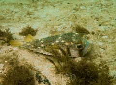 Dicotylichthys punctulatus