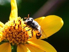 Copestylum marginatum