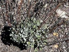 Eriogonum tenellum