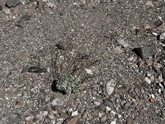 Eriogonum tenellum