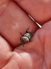 Onthophagus