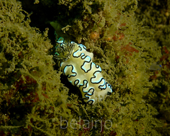 Doriprismatica atromarginata