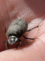 Onthophagus