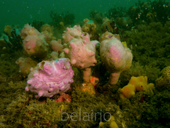 Pyura spinifera