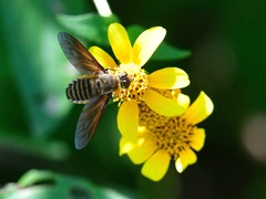 Poecilanthrax lucifer