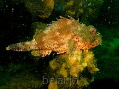 Scorpaena jacksoniensis
