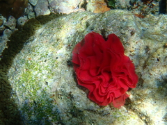 Hexabranchus sanguineus