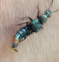 Staphylinini
