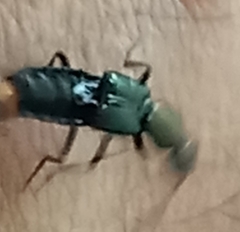 Staphylinini