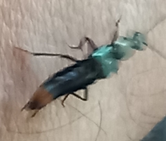 Staphylinini