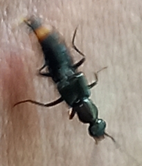 Staphylinini