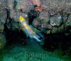 Meuschenia trachylepis