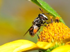 Copestylum marginatum