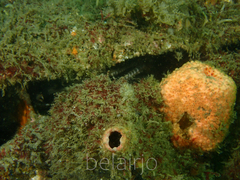 Pinna bicolor