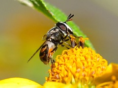 Copestylum marginatum