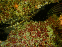 Pinna bicolor