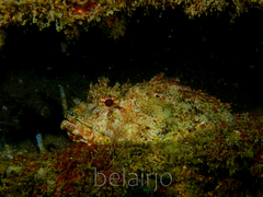 Scorpaena jacksoniensis