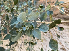 Fraxinus anomala