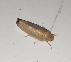 Gyponana octolineata