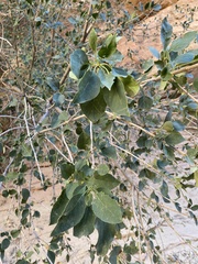 Fraxinus anomala