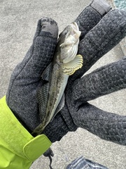 Leptocottus armatus