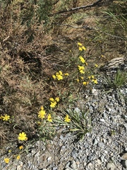 Senecio squalidus rupestris