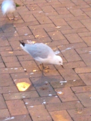 Chroicocephalus novaehollandiae scopulinus