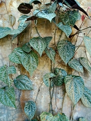 Piper crocatum