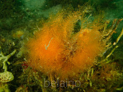 Halopteris campanula