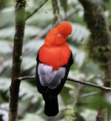 Rupicola peruvianus
