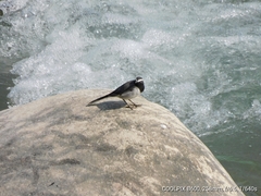 Motacilla maderaspatensis
