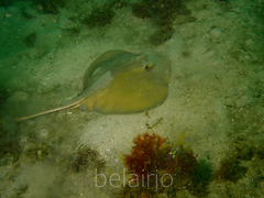 Trygonoptera testacea