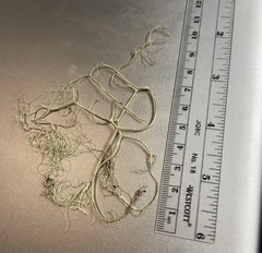 Alectoria sarmentosa