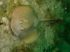 Trygonoptera testacea