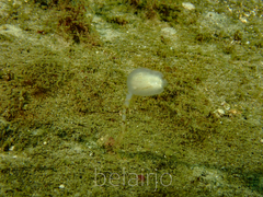 Sycozoa pulchra