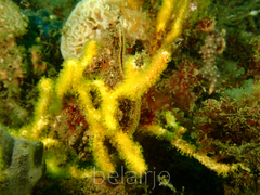 Pinna bicolor
