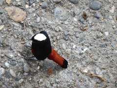 Phoenicurus leucocephalus