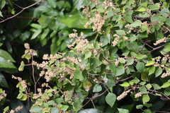 Mallotus repandus