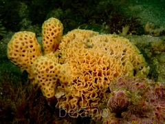Holopsamma laminaefavosa