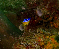 Mecaenichthys immaculatus