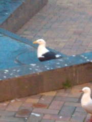 Larus dominicanus dominicanus